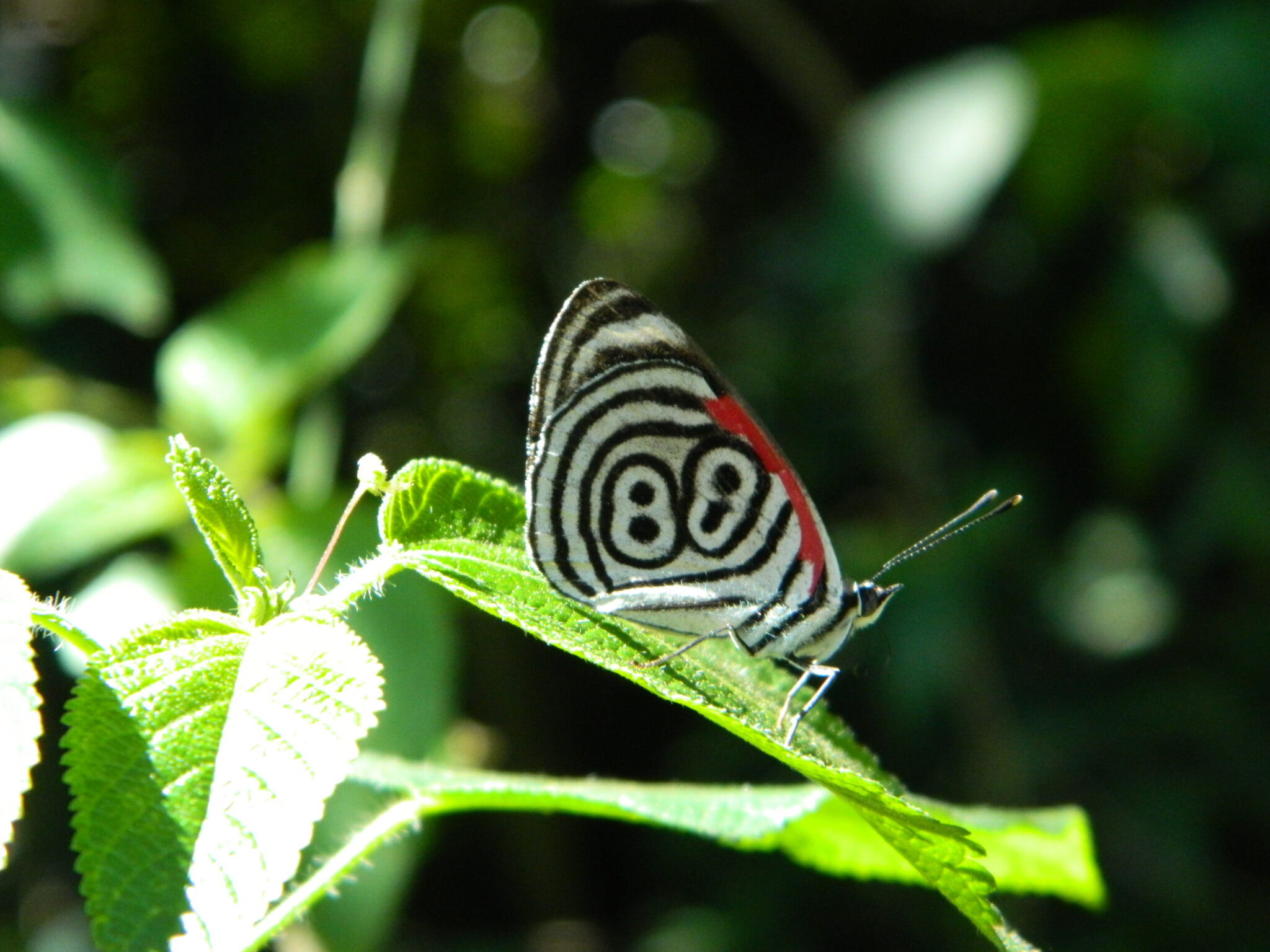 Papillon a Iguacu Brésil